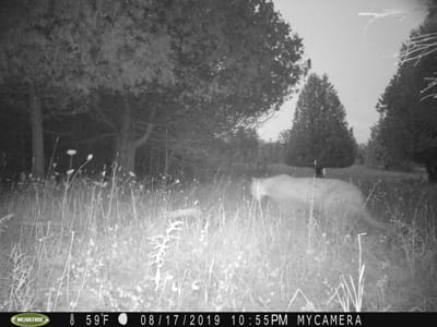 Cougar on a trail cam photo
