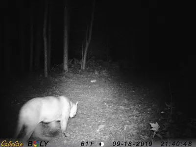 Trail camera image of a cougar
