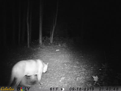 Trail camera image of a cougar