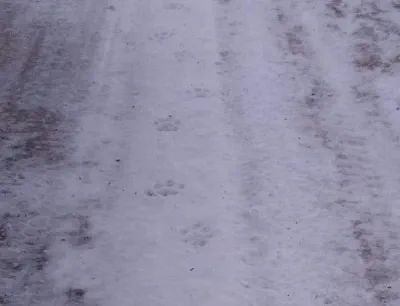 Image of cougar tracks captured on February 19, 2020