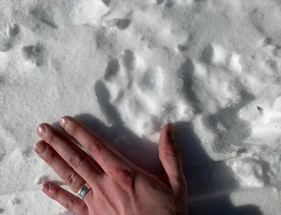 Cougar tracks in the snow from February 20, 2020 sighting. 
