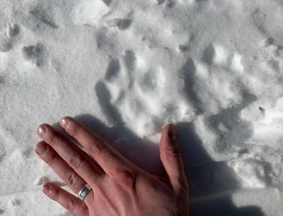 Cougar tracks in the snow from February 20, 2020 sighting. 