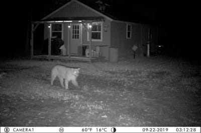 Cougar on a trail cam photo