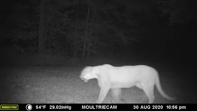 Trailcam image of a cougar captured on August 30, 2020