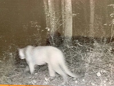 Trail camera image of a cougar in Luce County taken on August 30, 2020.