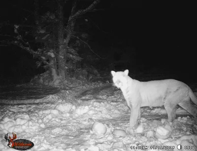 Cougar on a trail cam