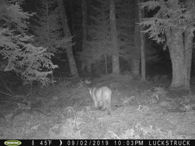 Cougar on a trail cam photo