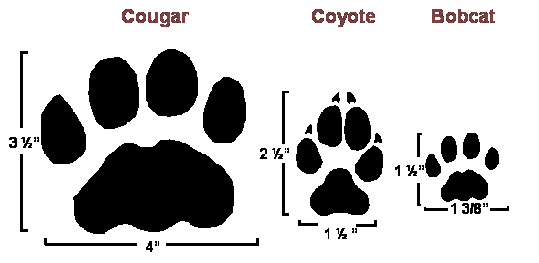 Cougar, Coyote, and Bobcat tracks