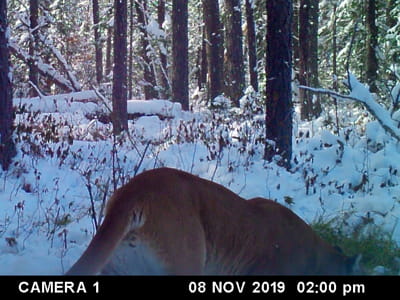 Trailcam picture of a cougar in the woods. 