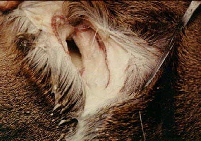 Closeup of an animal with an abscess