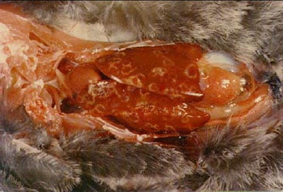 Blackhead parasitic disease