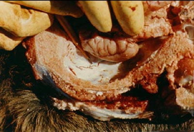 Brainworm in an infected deer