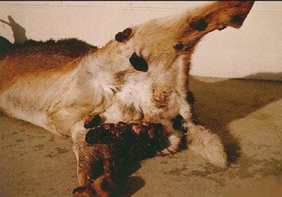 deer carcass with fibromas