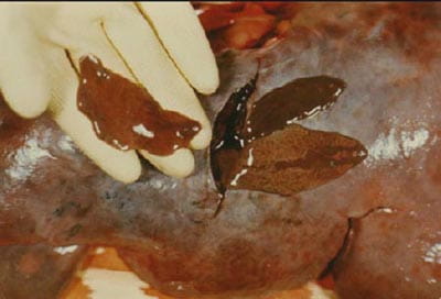 Liver Flukes in Whitetail Deer: Understanding the Threat