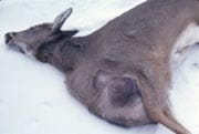 hydrocyst on chest of deer