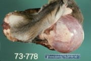 hydrocyst - from skinned carcass