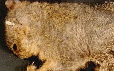 Squirrel with mange.