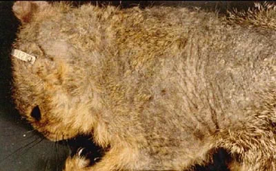 Squirrel with mange. Squirrel with mange.