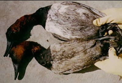 Ducks with oil intoxication.