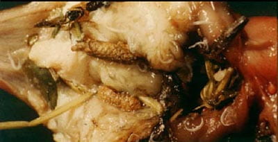 proventricular or stomach worm