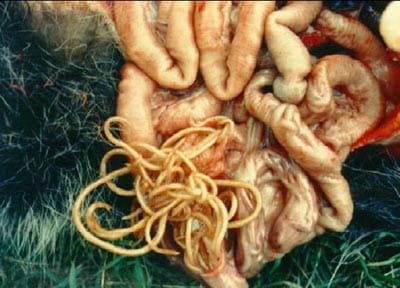 Raccoon roundworm from raccoon intestines