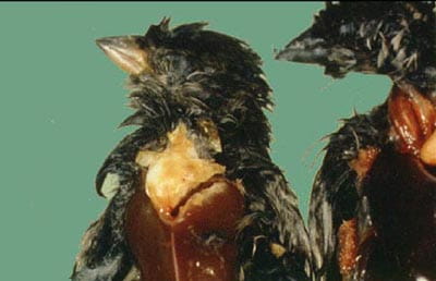salmonellosis abscess in throat area