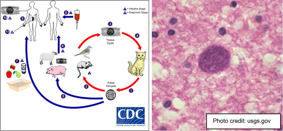 Toxoplasmosis under a microscope and a flow chart showing the infection process 