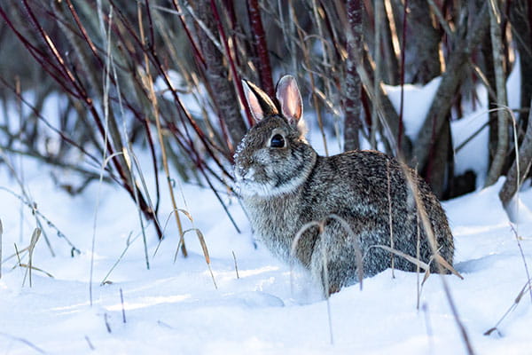 A cottontail rabbit in the snow