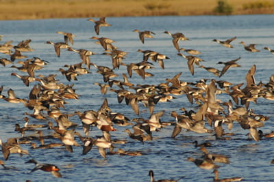 Waterfowl In Flight