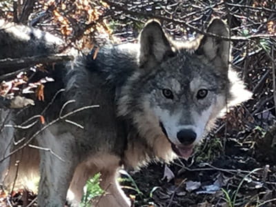 Wolf