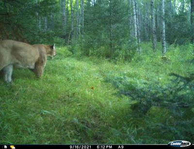 Trail cam image of a cougar in the woods taken on 9/16/2021. 