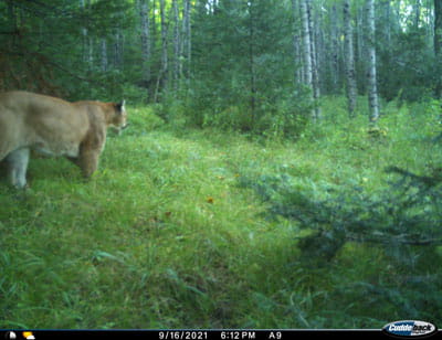 Trail cam image of a cougar in the woods taken on 9/16/2021. 