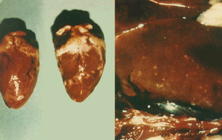 images of organs from fowl suffering from fowl cholera