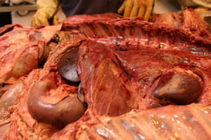 Hemorrhages on the organs, diaphragm, and musculature.