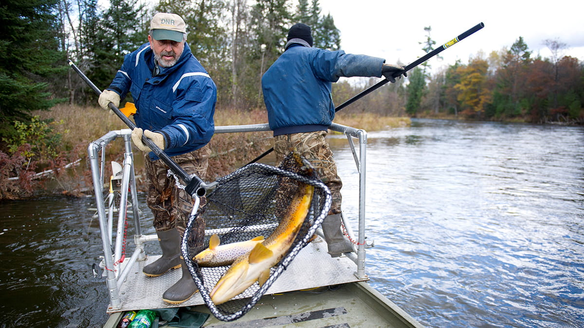 Electro Shock Survey of Brown Trout on the Ausable River
