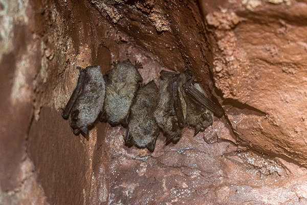 group of little brown bats hibernating in a mine