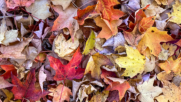 pile of colorful fallen autumn leaves
