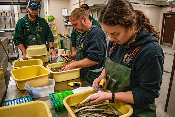 DNR staffers inserting tracking tags into young muskellunge 