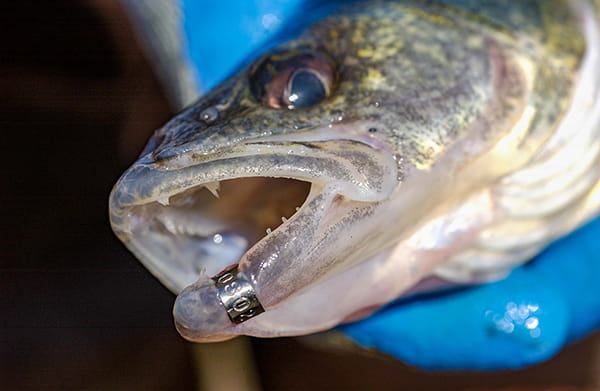 Close-up of a walleye with a jaw tag