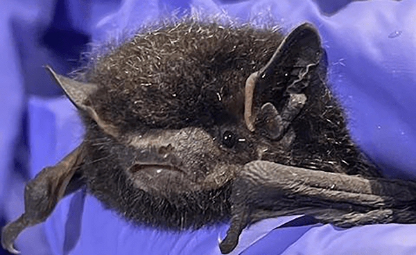 close-up of silver-haired bat's face
