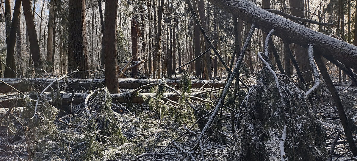 downed trees