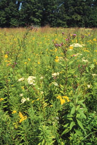 Algonac Prairie
