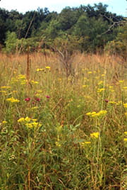 Lakeland Prairie