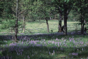 A wooded plain with purple lupine flowers on growing across the landscape.