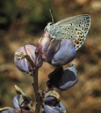 A Karner blue butterfly resting on a lupine flower.