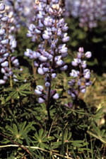 A close-up of a lupine flower.