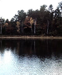 A calm lake with a view of the forested shoreline.