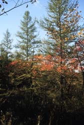 Large black spruce and tamarack trees growing close together.