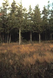 Brown prairie grasses in a forest clearing.