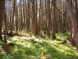 A cedar forest covered by greenery with dappled sunlight filtering through the boughs. 